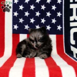 Xaiver, Pomeranian Puppy